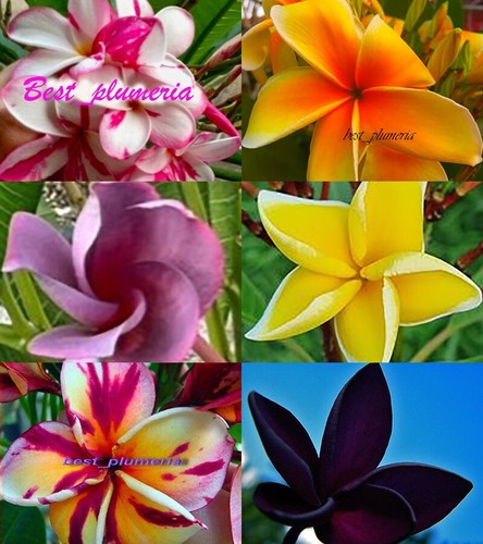 Frangipani taglio - frangipani,