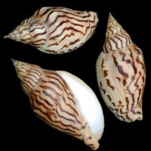 Voluta loroisi shells 2 to - shells,
