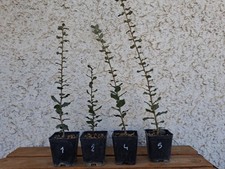 QUERCIA DA SUGHERO (Quercus Suber)  Sughera PRE BONSAI (N.03 PIANTE)