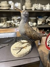 Uccello Volatile Imbalsamato