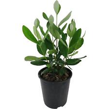 Feijoa "Acca sellowiana" Guayabo del Brasile pianta in vaso ø9 cm