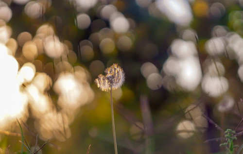 Helios 2 58mm effetto - helios, 44-3