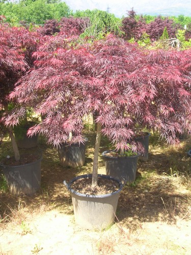 Acero rosso giapponese - , acer