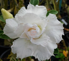 Adenium obesum - rosa del