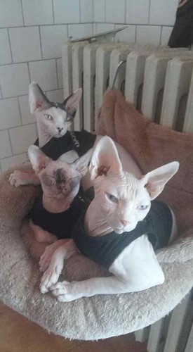Maglia maglietta sphynx - maglietta,