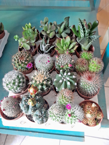 Piante grasse assortite cactus - piante,
