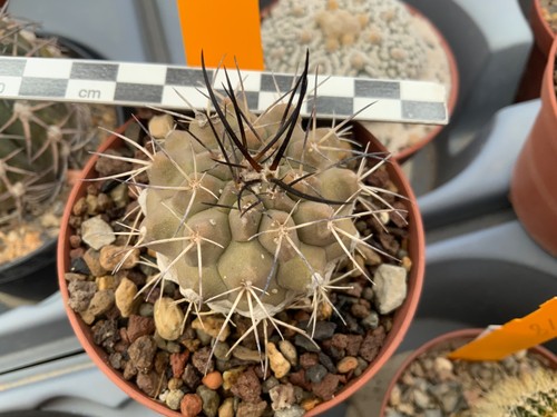 462 copiapoa spec lost - 462, label