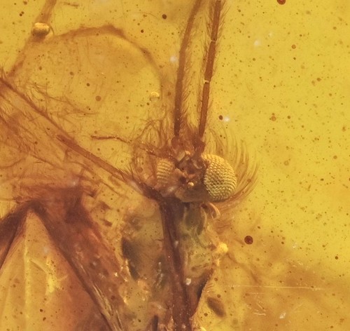 Chironomidae - , (midge)