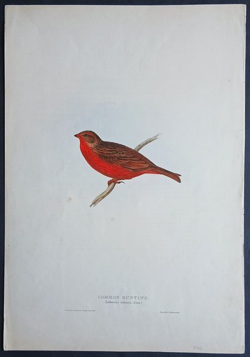 John gould ornitologia stampa - gould,