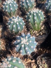 3pcs melocactus azureus - 3pcs,