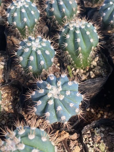 3pcs melocactus azureus - 3pcs,
