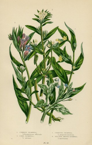 Stampa botanica antica 1899 - antica,