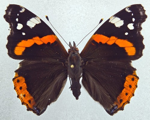 Nymphalidae vanessa atalanta - nymphalidae,