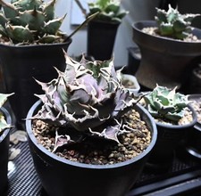 Vaso 12 cm Agave titanota