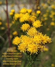 Goldaster, Galatella