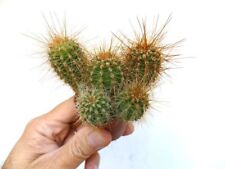 Cereus atacamensis (5 PIANTE) 80819 -