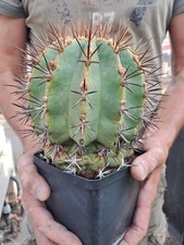 Ferocactus lindsayi FORM