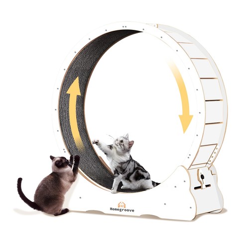 Ruota esercizio gatto - esercizio,