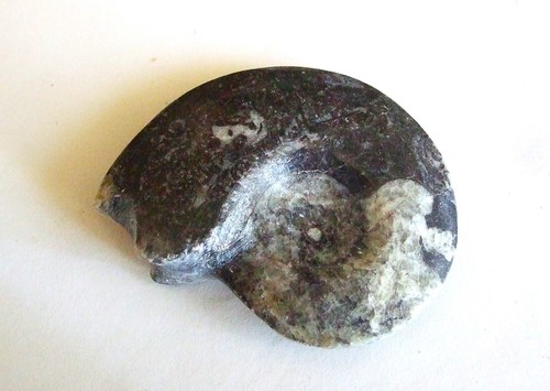 Fossili goniatite - -,