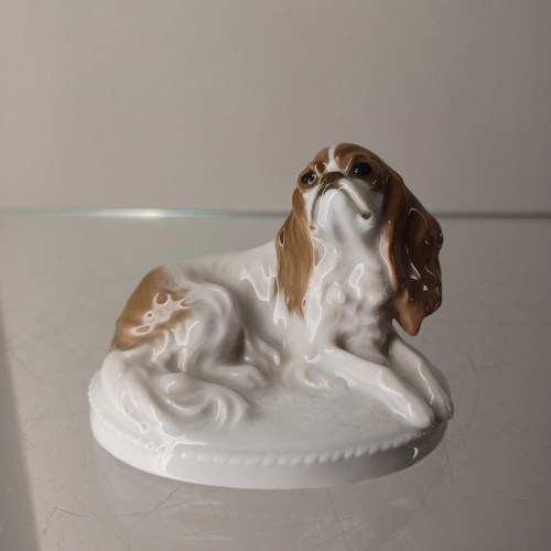 Rosenthal cane pechinese