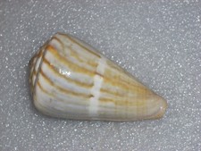 CONUS NAMOCANUS AWESOME