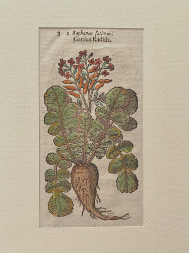 Gerard erbario mattioli 1633 - gerard,