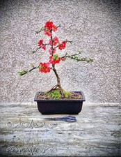 Chaenomeles superba "Red
