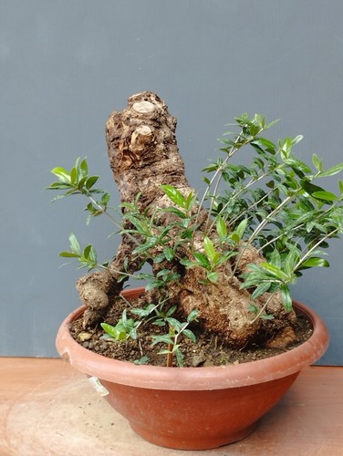 Bonsai olivastro 31x21cm - olivastro, in