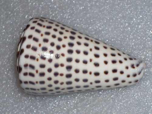 Conus leopardus wonderful - conus,