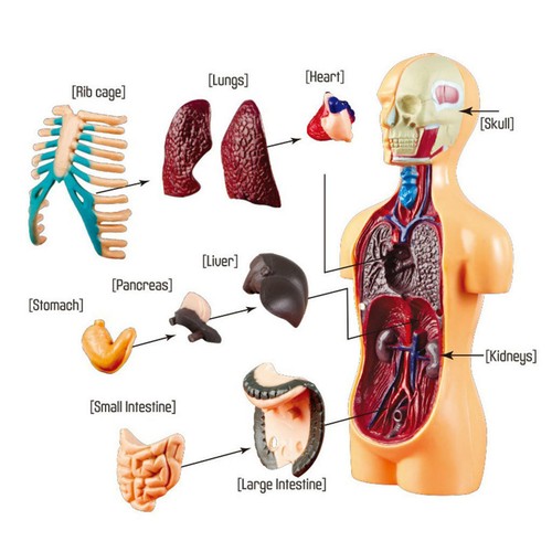 Scientifica del corpo umano - del,