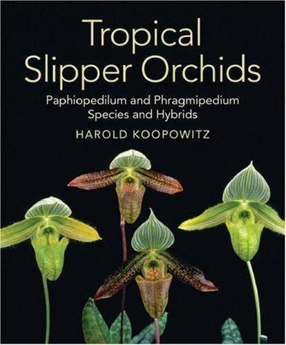 Tropical slipper orchids - tropical,