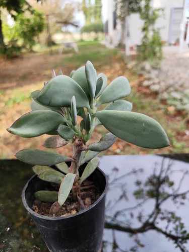 Crassula ovata hobbit - ovata, /