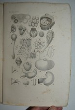 BOTANICA - fig. 1837 - 8