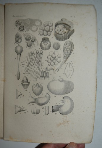 Botanica fig 1837 - botanica, fig.