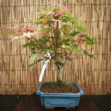 Bonsai di Acero Deshojo h 40cm