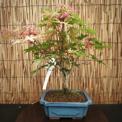 Bonsai acero deshojo - di,