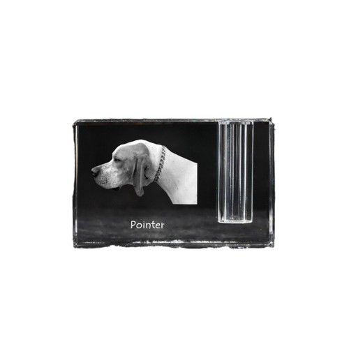 English pointer inglese - english, pointer,