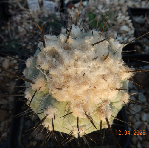 Copiapoa cinerea