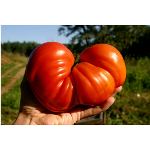 Pomodoro cuore bue - pomodoro,