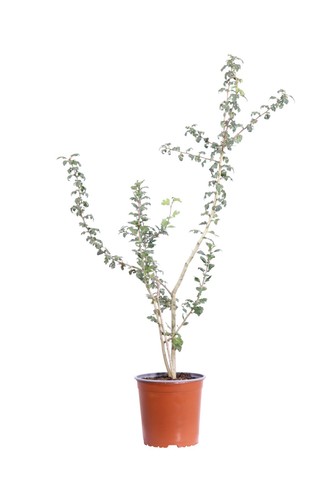 Pianta vera biancospino - di,