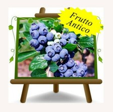 Mirtilli Nero Gigante