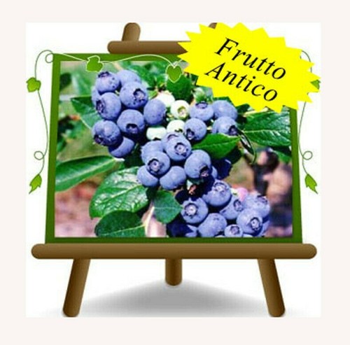 Mirtilli nero gigante - mirtilli,