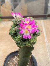 Rara pianta succulenta