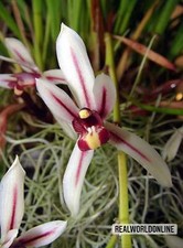 Cymbidium Dayanum Orchidea –