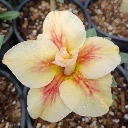 Adenium obesum new - obesum, yellow"