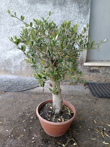 Olivastro bonsai vaso - vaso, 20