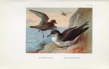 Bulmer's Petrel and Manx
