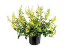 Thryallis | 3 Gallon |