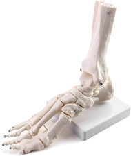 ® Modello Anatomico Del