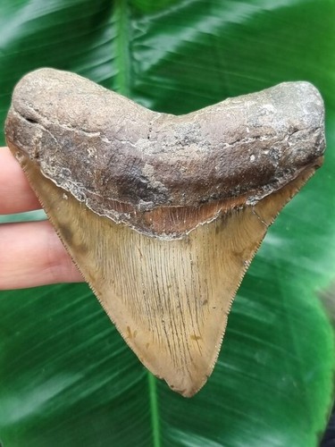 Dente affilato marrone del